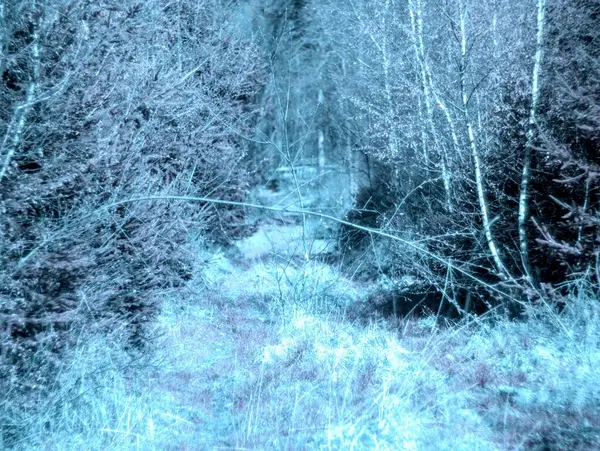 Dağlardaki güzel orman