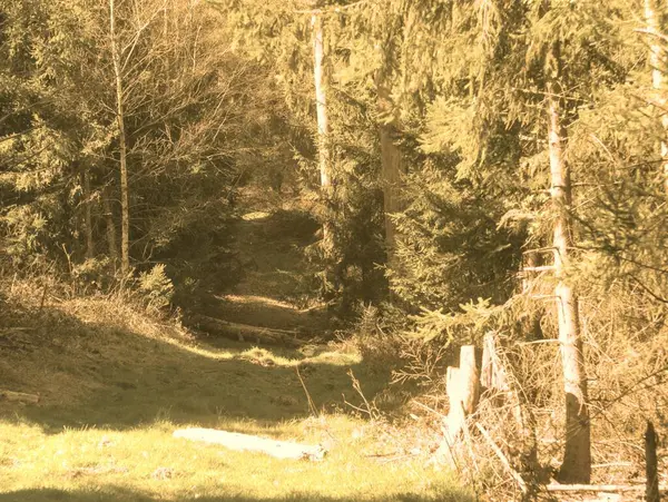 Parktaki ormanın güzel bir görüntüsü.