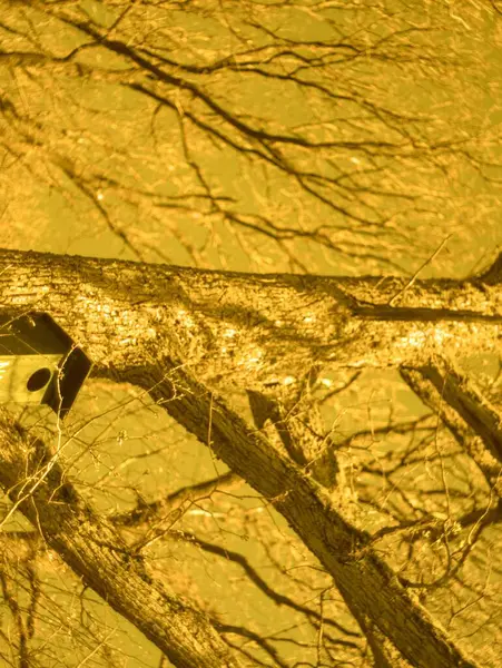 Güzel botanik fotoğrafı, doğal duvar kağıdı.