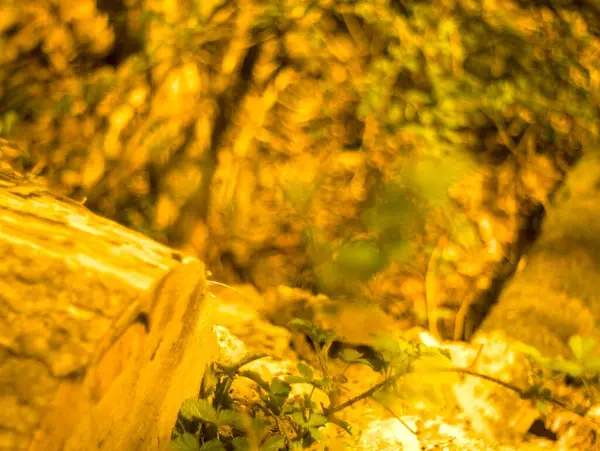 Güzel sonbahar yaprakları, sonbahar çiçekleri