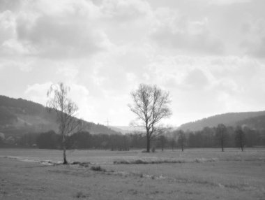 Bir çim ve ağaç tarlasının gri tonlu görüntüsü.