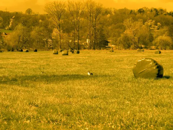 Büyük bir ağaç tarlası ve bulutlu bir gökyüzü olan güzel bir manzara..