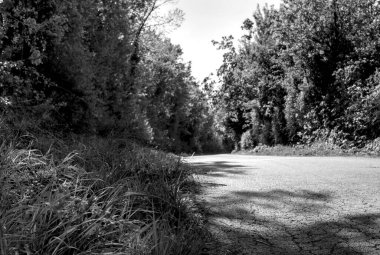 Ormandaki yolun siyah beyaz fotoğrafı