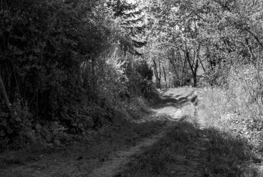 ağaç siyah beyaz resim