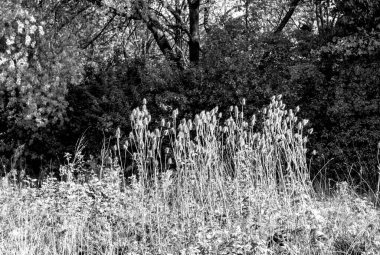 Ormanda bir ağacı olan güzel bir manzara.