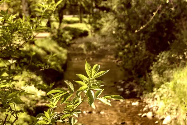 Ormanda yeşil yapraklar