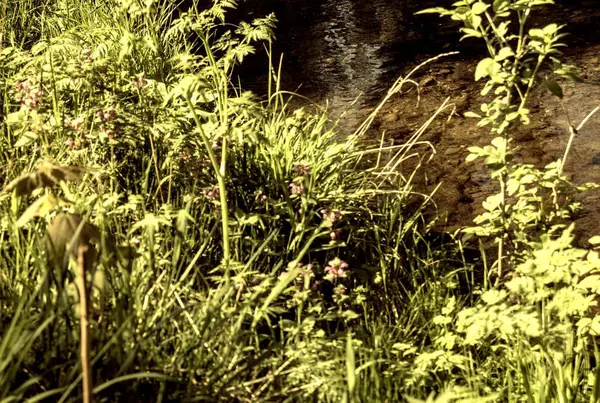 Ormanda yeşil çimenler