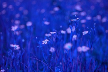 Bahçedeki güzel mor kozmos çiçekleri