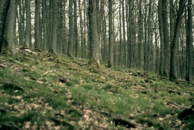 Ormanlı bahar manzarası