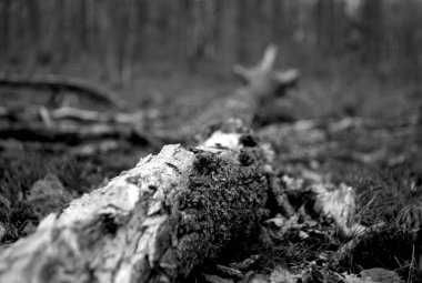 Ağaç kütüğünün yakın plan fotoğrafı.