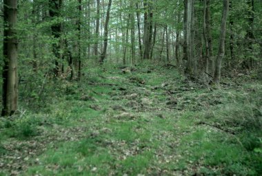 Baharda yeşil orman