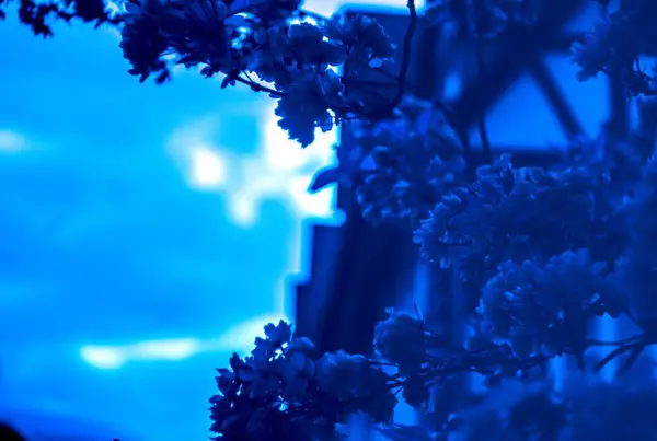 Güzel botanik fotoğrafı, doğal duvar kağıdı.