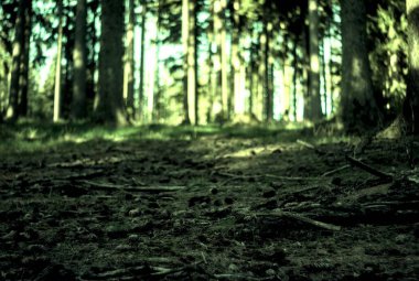 Karanlık sisli orman arka planı