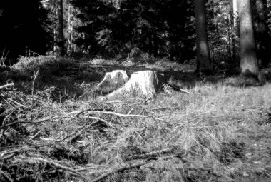 Ağacın siyah beyaz fotoğrafı