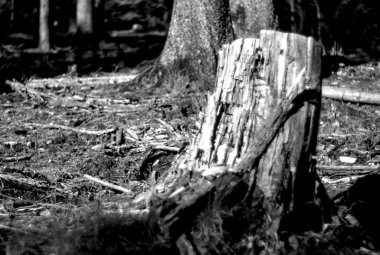 Ormandaki yaşlı kütük.