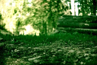 Ormanda yeşil yapraklar