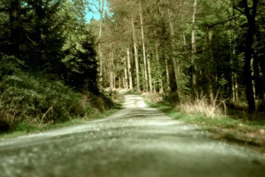 Ormandaki güzel yol. Slovakya