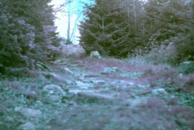 Ormanda güzel bir sonbahar