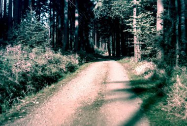 Ormanın güzel manzarası.