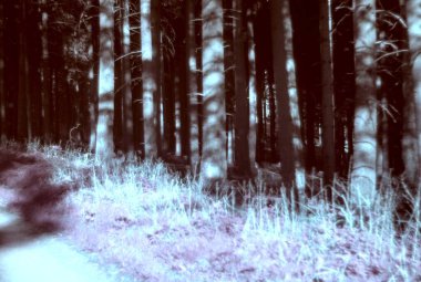 Ormandaki ağaçların bulanık arkaplanı