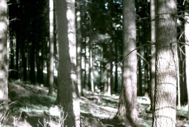 Ormandaki çam ağacı