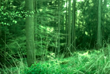 Ormanda yeşil çimenler