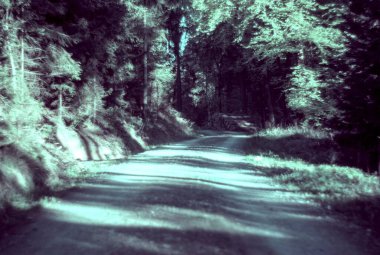 Ormanın güzel manzarası