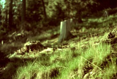 Ormandaki ağaç kütüğündeki yeşil yosun.