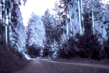 Ormanın güzel manzarası