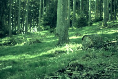 Almanya 'da baharda orman