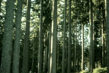 Ormanın güzel manzarası