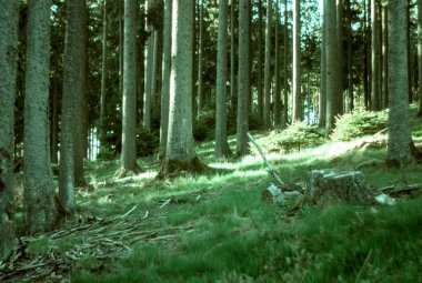 Orman ağaçları ve yeşil yapraklar. Slovakya