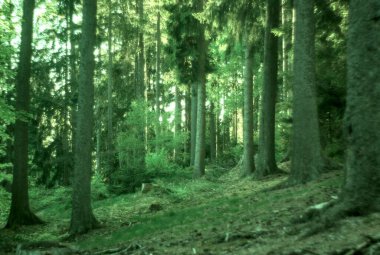 Gündüz vakti ağaçların ortasında yeşil bir ormanın dikey görüntüsü.