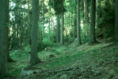 Yeşil çimenli güzel orman