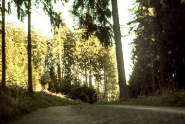 Arka planda ağaçlar ve güneş ışığı olan güzel bir orman görüntüsü.