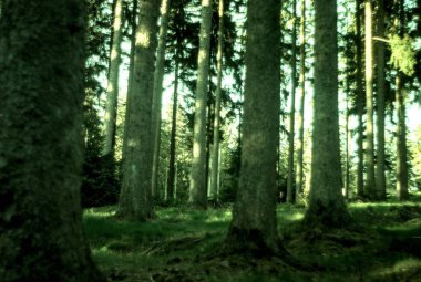 Yeşil bir ormanın güzel bir görüntüsü