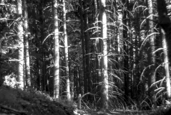 Ormanın güzel manzarası