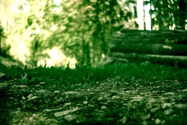 Ormanda yeşil yapraklar