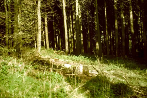 Ormanda güzel bir ağaç manzarası