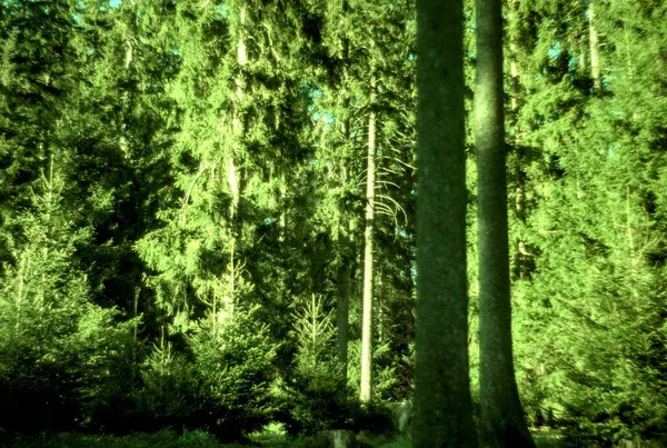 Ağacı ve ormanı olan güzel bir manzara.