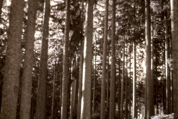 Sabah güzel bir orman