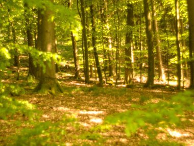 Almanya 'da ilkbaharda doğa