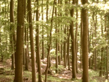 Almanya 'da ilkbaharda doğa