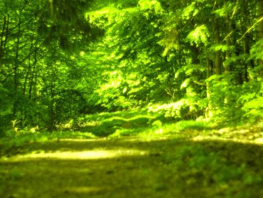 Almanya 'da ilkbaharda doğa