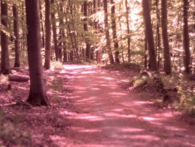 Almanya 'da ilkbaharda doğa