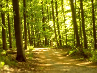 Almanya 'da ilkbaharda doğa