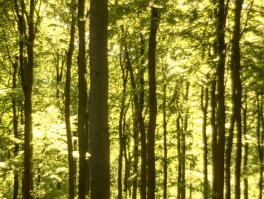 Almanya 'da ilkbaharda doğa