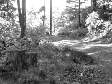 Almanya 'da ilkbaharda doğa