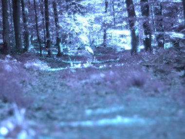 Almanya 'da ilkbaharda doğa