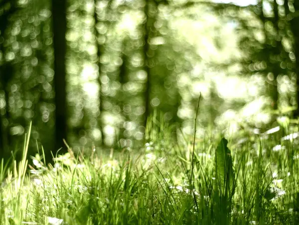 Almanya 'da ilkbaharda doğa